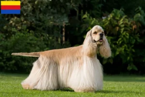 Mehr über den Artikel erfahren American Cocker Spaniel Züchter und Welpen in Nordholland