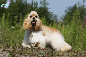 Mehr über den Artikel erfahren American Cocker Spaniel Züchter und Welpen in Nordjylland
