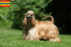 Mehr über den Artikel erfahren American Cocker Spaniel Züchter und Welpen in Overijssel