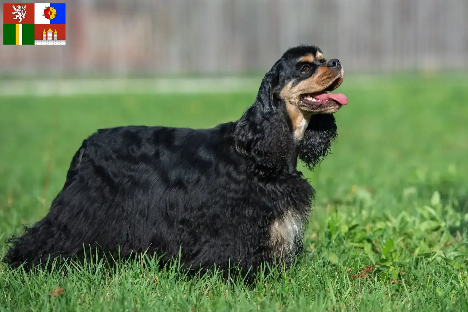 American Cocker Spaniel Welpen und Züchter Südböhmen Hier findest Du American Cocker Spaniels Züchter in Südböhmen.