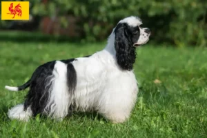 Mehr über den Artikel erfahren American Cocker Spaniel Züchter und Welpen in Wallonische Region