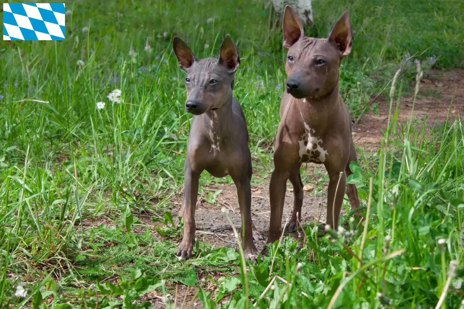 American Hairless Terrier Welpen und Züchter Bayern Hier findest Du American Hairless Terrier Züchter in Bayern.