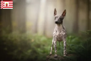 Mehr über den Artikel erfahren American Hairless Terrier Züchter und Welpen in Bremen