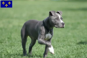 Mehr über den Artikel erfahren American Staffordshire Terrier Züchter und Welpen in Île-de-France