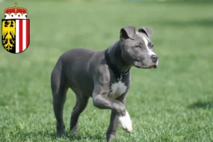 Mehr über den Artikel erfahren American Staffordshire Terrier Züchter und Welpen in Oberösterreich