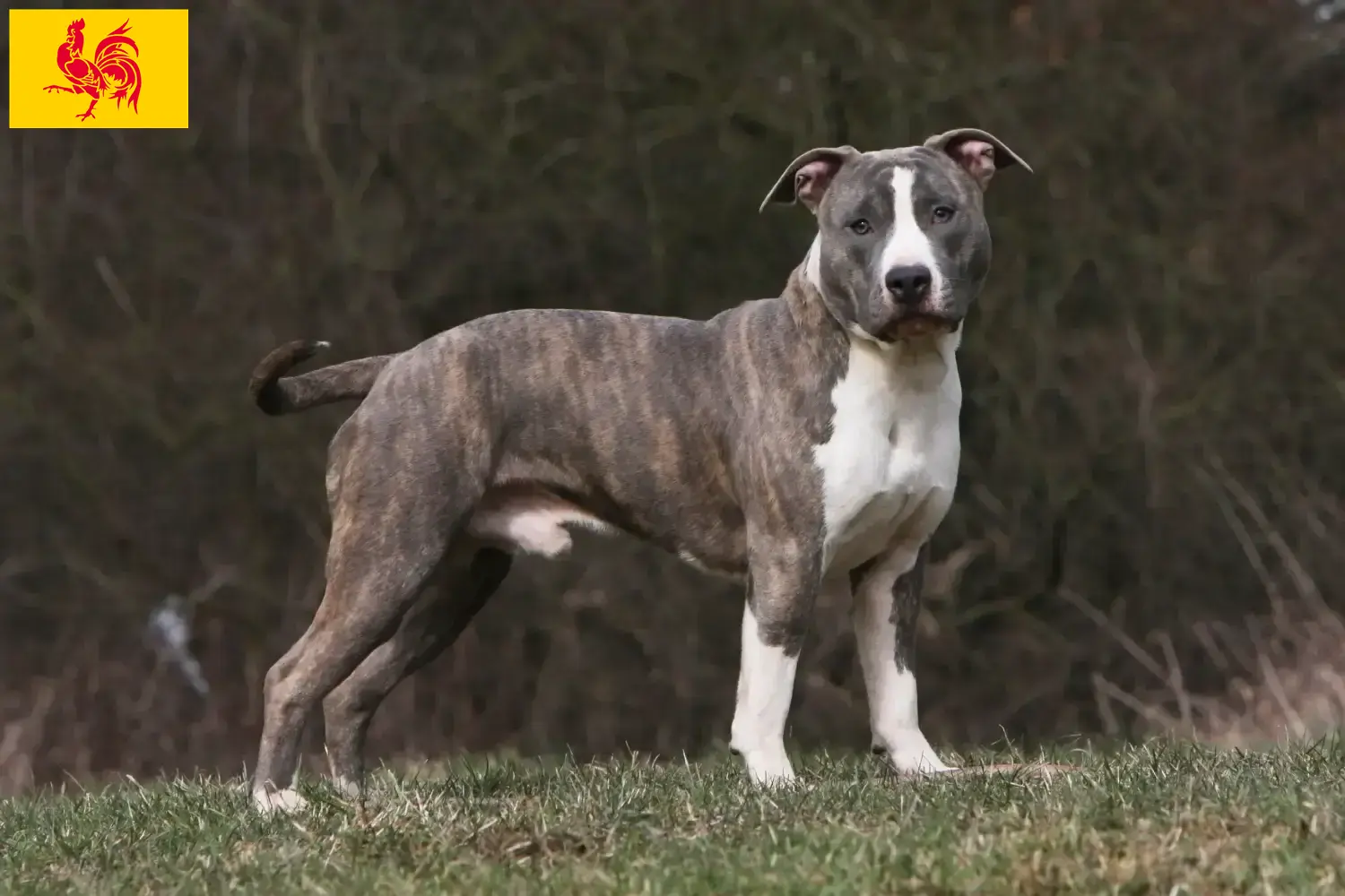 American Staffordshire Terrier Welpen und Züchter Wallonische Region Hier findest Du American Staffordshire Terrier Züchter in Wallonische Region.
