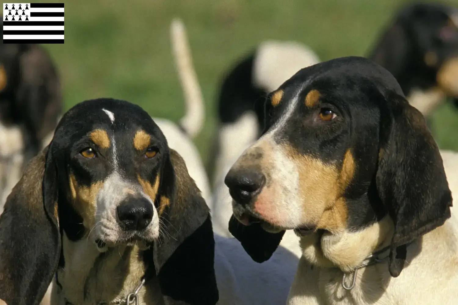 Ariégeois Welpen und Züchter Bretagne Hier findest Du Ariégeois Züchter in der Bretagne .