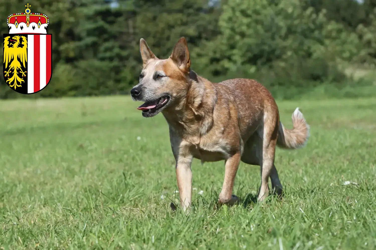 Australian Cattle Dog Welpen und Züchter Oberösterreich Hier findest Du Australian Cattle Dogs Züchter in Oberösterreich.