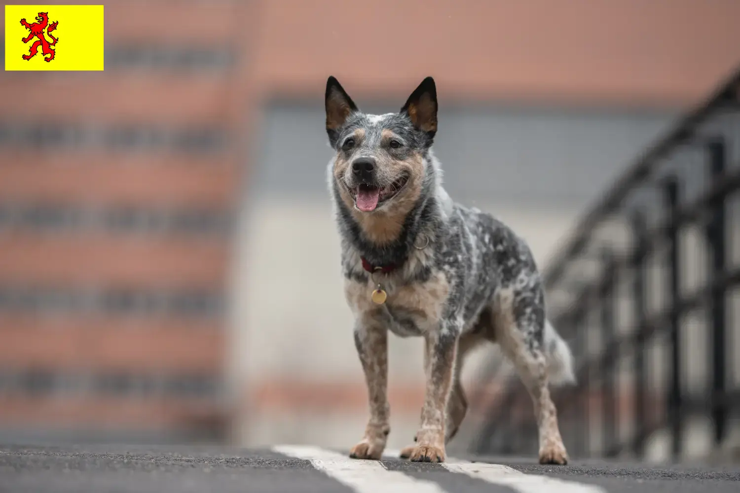 Australian Cattle Dog Welpen und Züchter Südholland Hier findest Du Australian Cattle Dogs Züchter in Südholland.