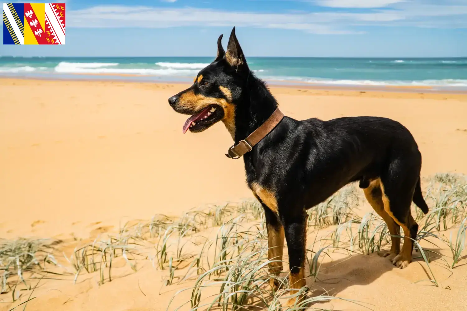Australian Kelpie Welpen und Züchter Grand Est Hier findest Du Australian Kelpies Züchter in Grand Est.