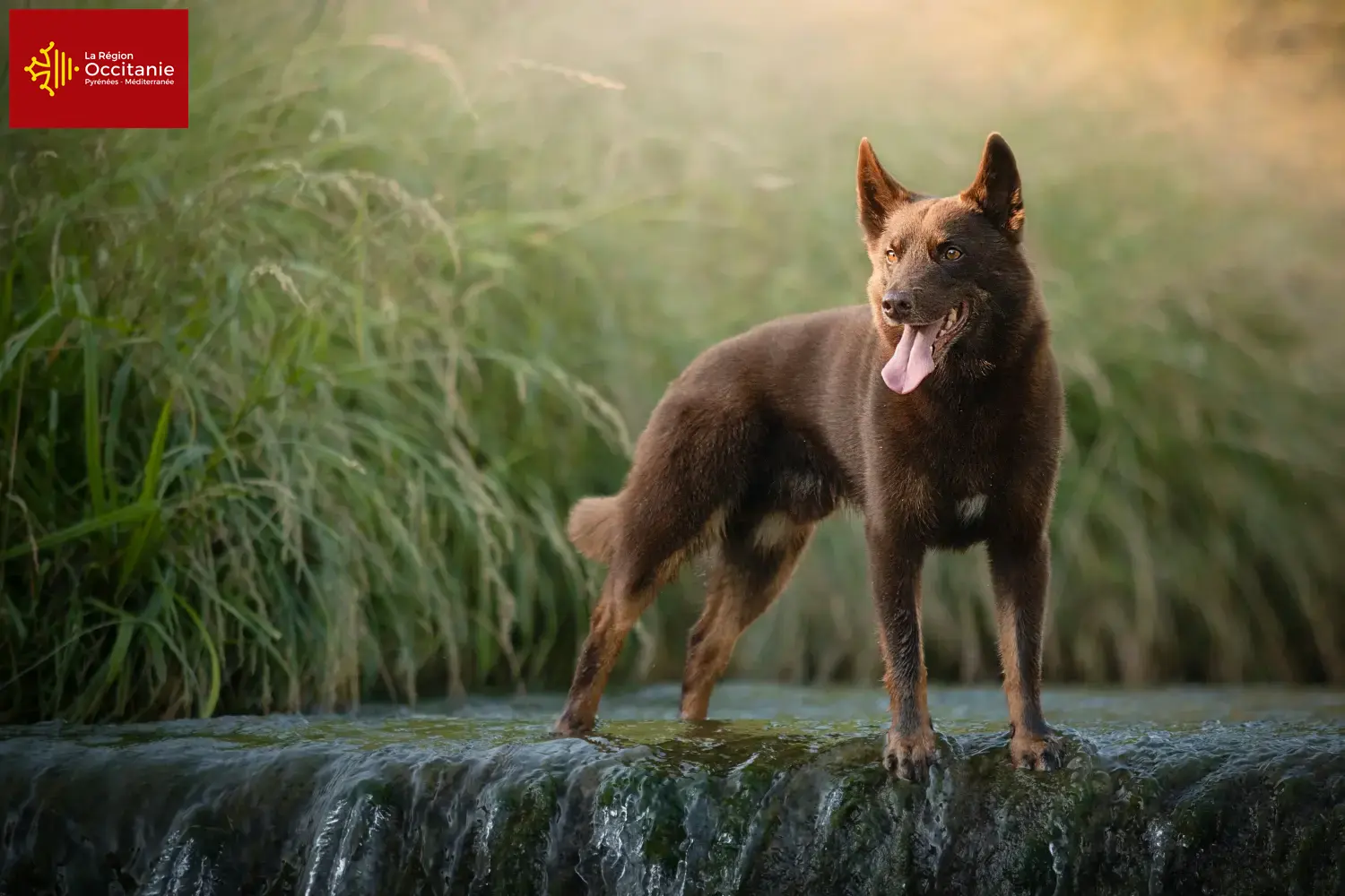 Australian Kelpie Welpen und Züchter Okzitanien Hier findest Du Australian Kelpies Züchter in Okzitanien.