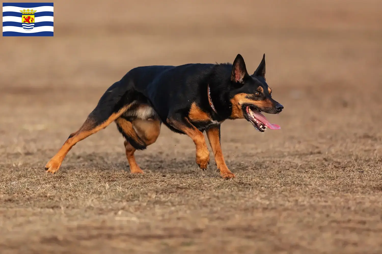 Australian Kelpie Welpen und Züchter Zeeland Hier findest Du Australian Kelpies Züchter in Zeeland.