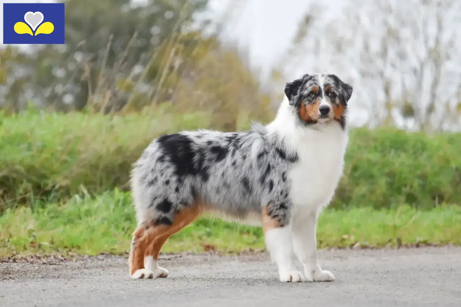 Australian Shepherd Welpen und Züchter Region Brüssel-Hauptstadt Hier findest Du Australian Shepherds Züchter in Region Brüssel-Hauptstadt.