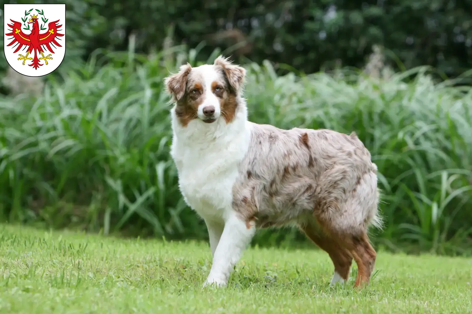 Australian Shepherd Welpen und Züchter Tirol Hier findest Du Australian Shepherds Züchter in Tirol.