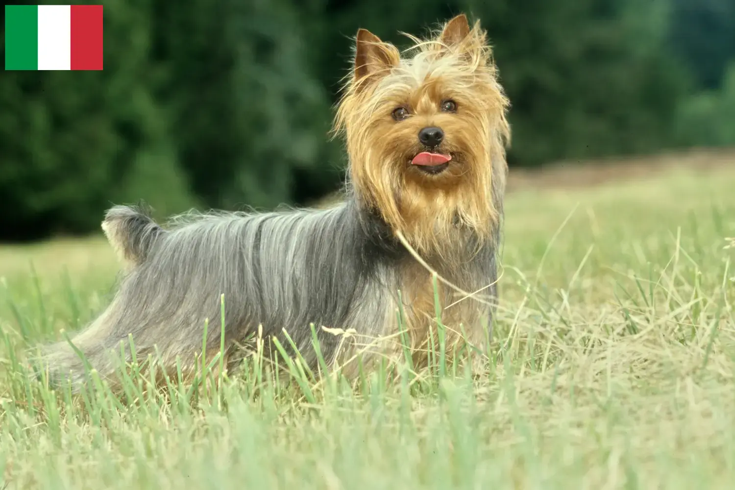 Australian Silky Terrier Welpen und Züchter Italien Hier findest Du Australian Silky Terrier Züchter in Italien.