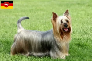 Mehr über den Artikel erfahren Australian Silky Terrier Züchter und Welpen in Niedersachsen