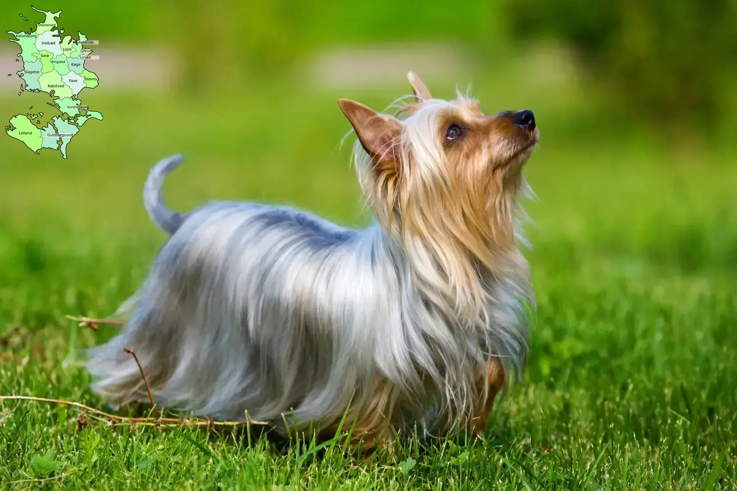 Australian Silky Terrier Welpen und Züchter Sjælland Hier findest Du Australian Silky Terrier Züchter in Sjælland.