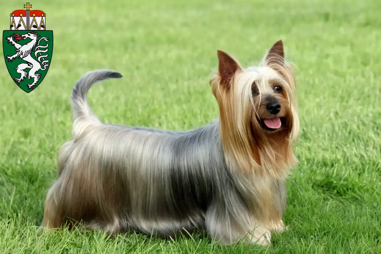 Australian Silky Terrier Welpen und Züchter Steiermark Hier findest Du Australian Silky Terrier Züchter in der Steiermark.