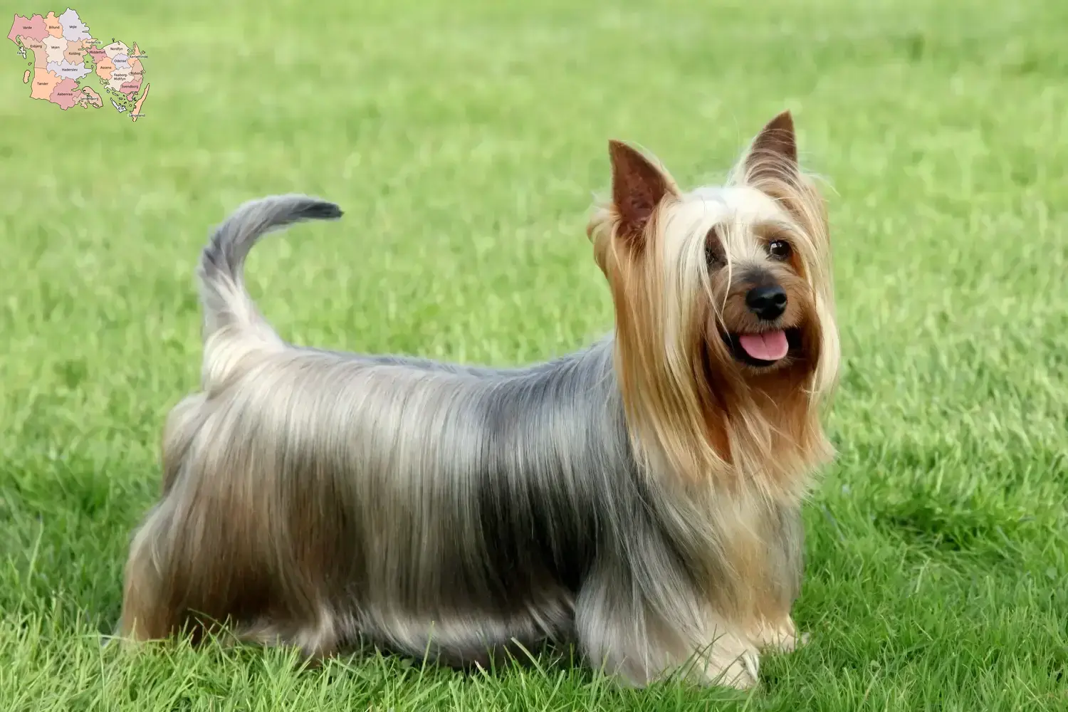 Australian Silky Terrier Welpen und Züchter Syddanmark Hier findest Du Australian Silky Terrier Züchter in Syddanmark.
