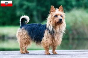 Mehr über den Artikel erfahren Australian Terrier Züchter und Welpen in Thüringen