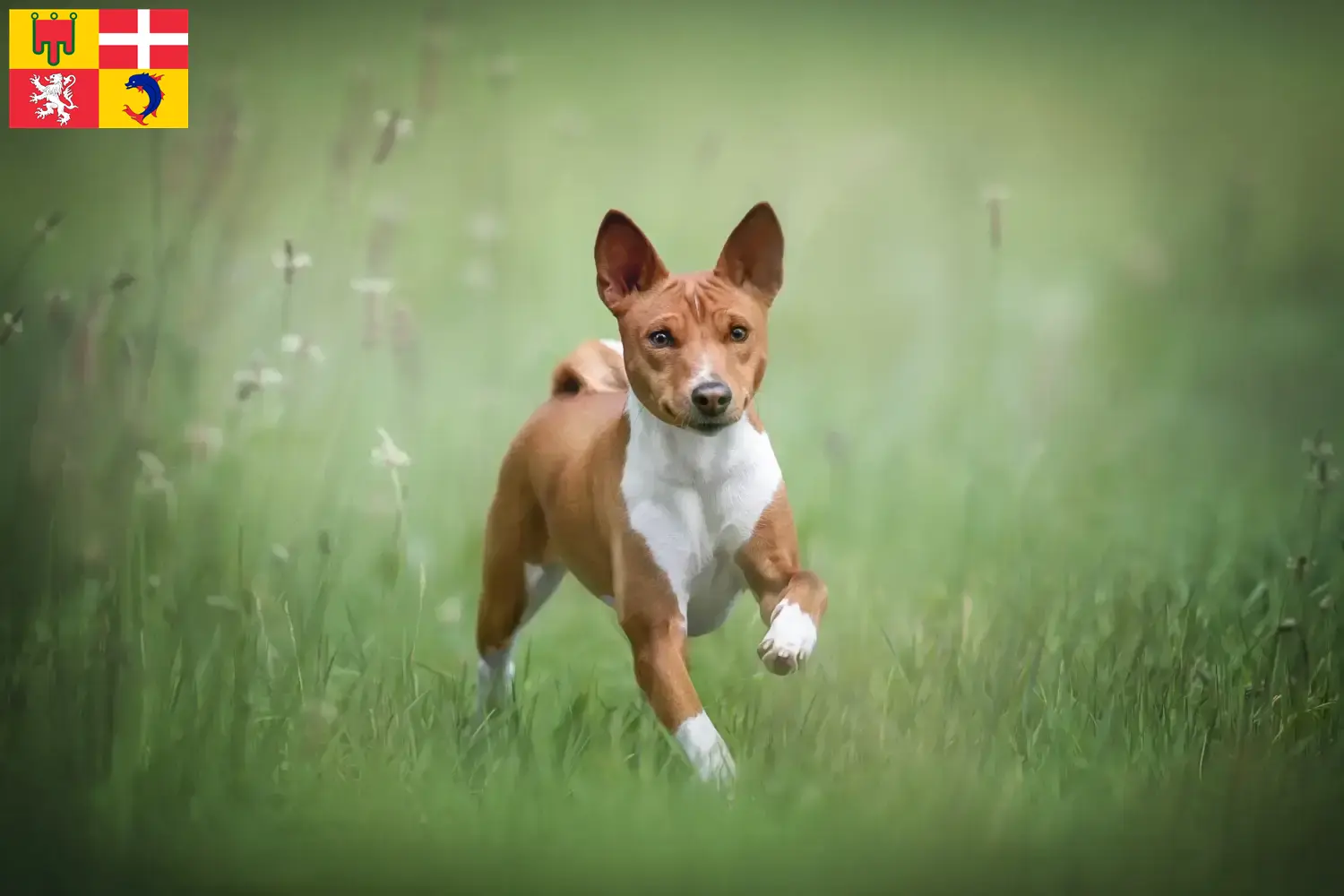 Basenji Welpen und Züchter Auvergne-Rhône-Alpes Hier findest Du Basenjis Züchter in Auvergne-Rhône-Alpes.