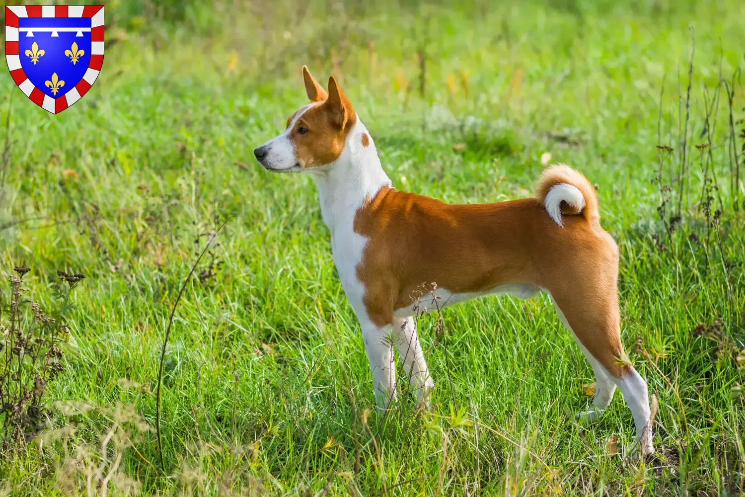 Basenji Welpen und Züchter Centre-Val de Loire Hier findest Du Basenjis Züchter in Centre-Val de Loire.