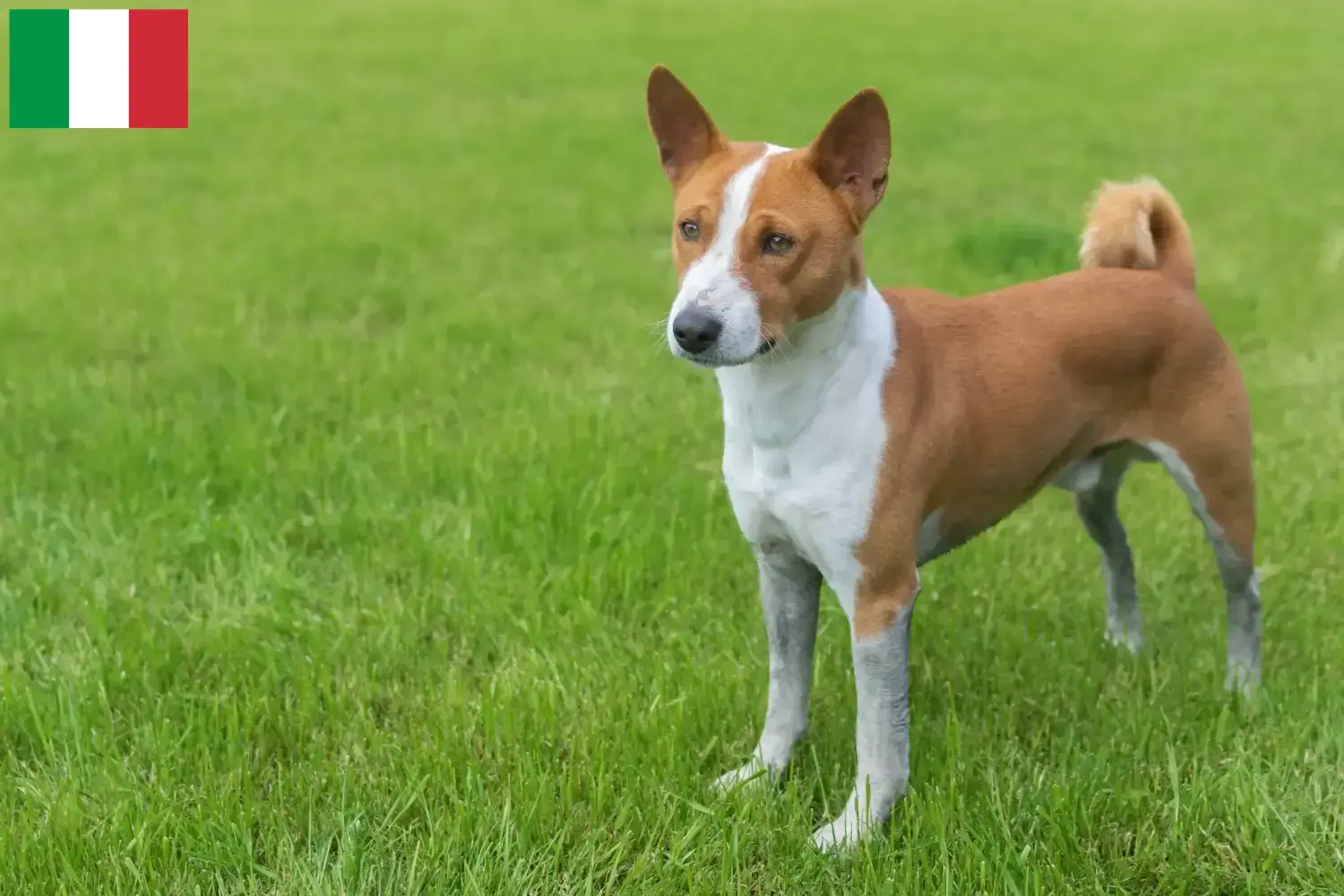 Basenji Welpen und Züchter Italien Hier findest Du Basenjis Züchter in Italien.