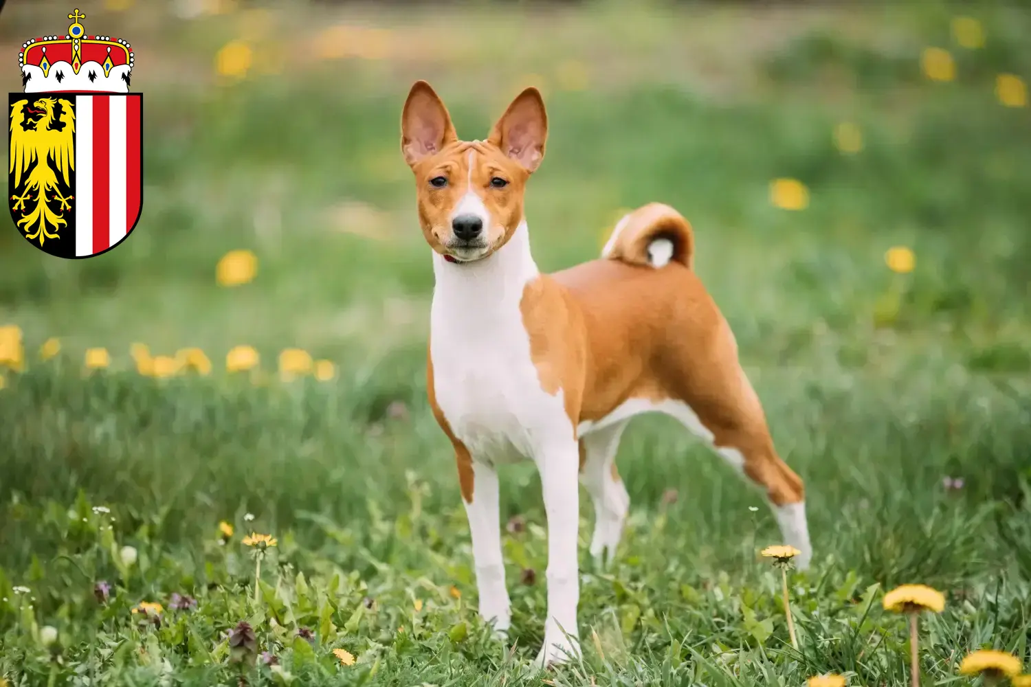 Basenji Welpen und Züchter Oberösterreich Hier findest Du Basenjis Züchter in Oberösterreich.