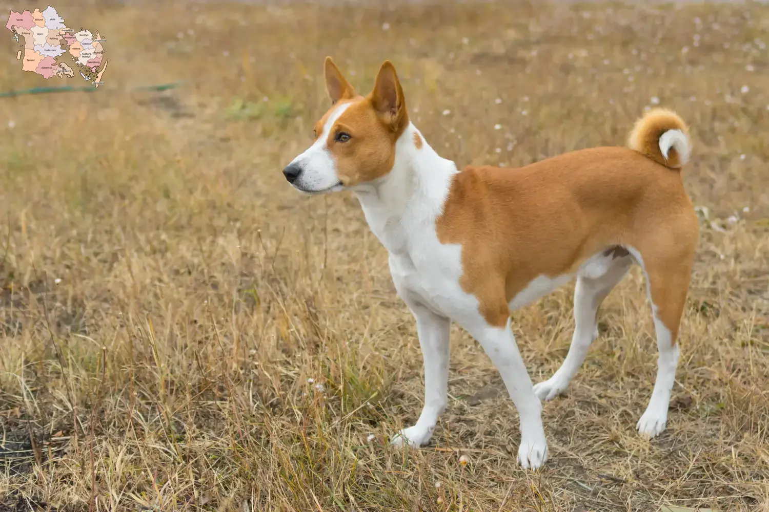 Basenji Welpen und Züchter Syddanmark Hier findest Du Basenjis Züchter in Syddanmark.