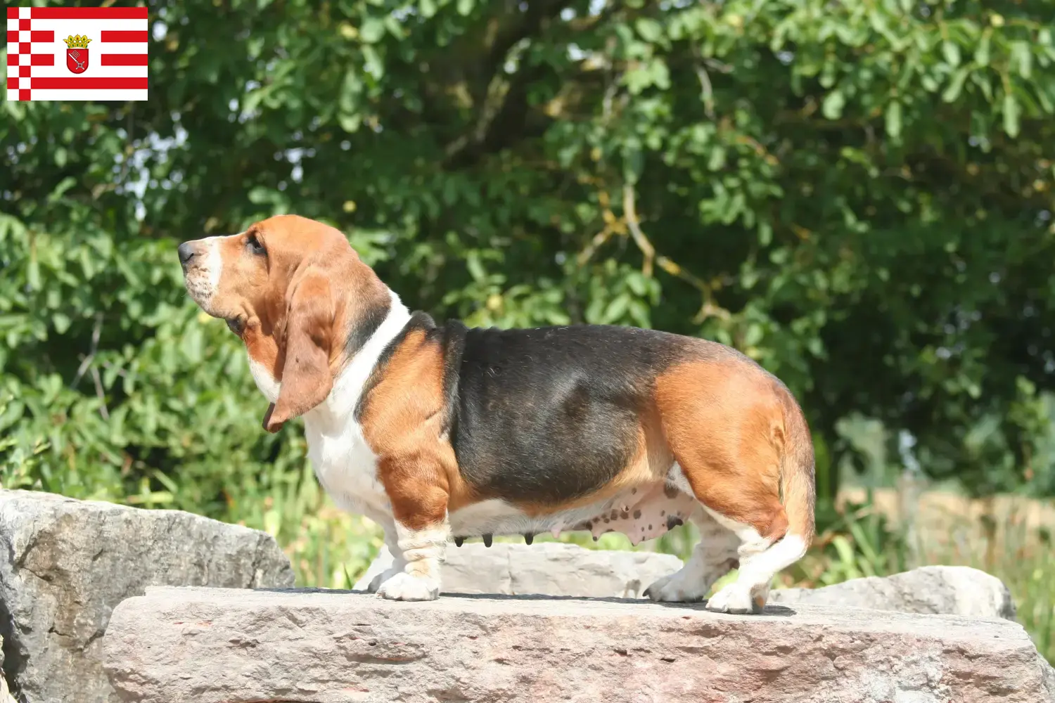 Basset Hound Welpen und Züchter Bremen Hier findest Du Basset Hounds Züchter in Bremen.
