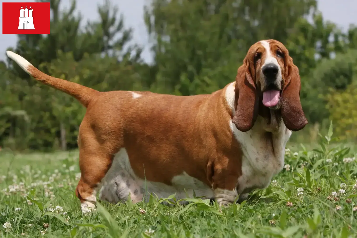 Basset Hound Welpen und Züchter Hamburg Hier findest Du Basset Hounds Züchter in Hamburg.