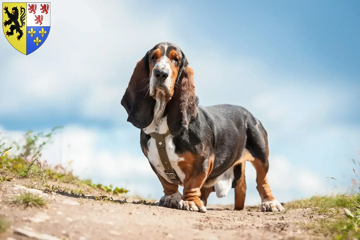 Basset Hound Welpen und Züchter Hauts-de-France Hier findest Du Basset Hounds Züchter in Hauts-de-France.