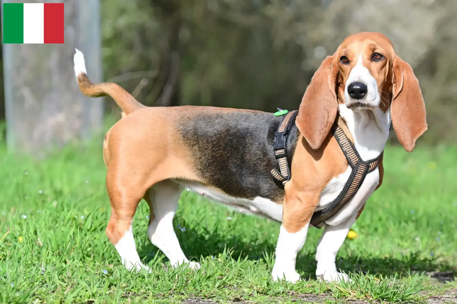 Basset Hound Welpen und Züchter Italien Hier findest Du Basset Hounds Züchter in Italien.