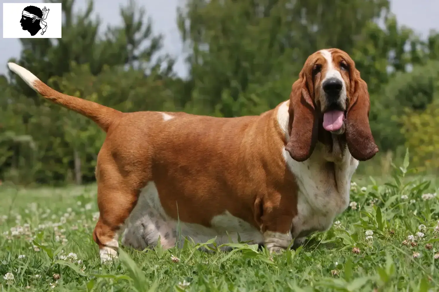 Basset Hound Welpen und Züchter Korsika Hier findest Du Basset Hounds Züchter auf Korsika.