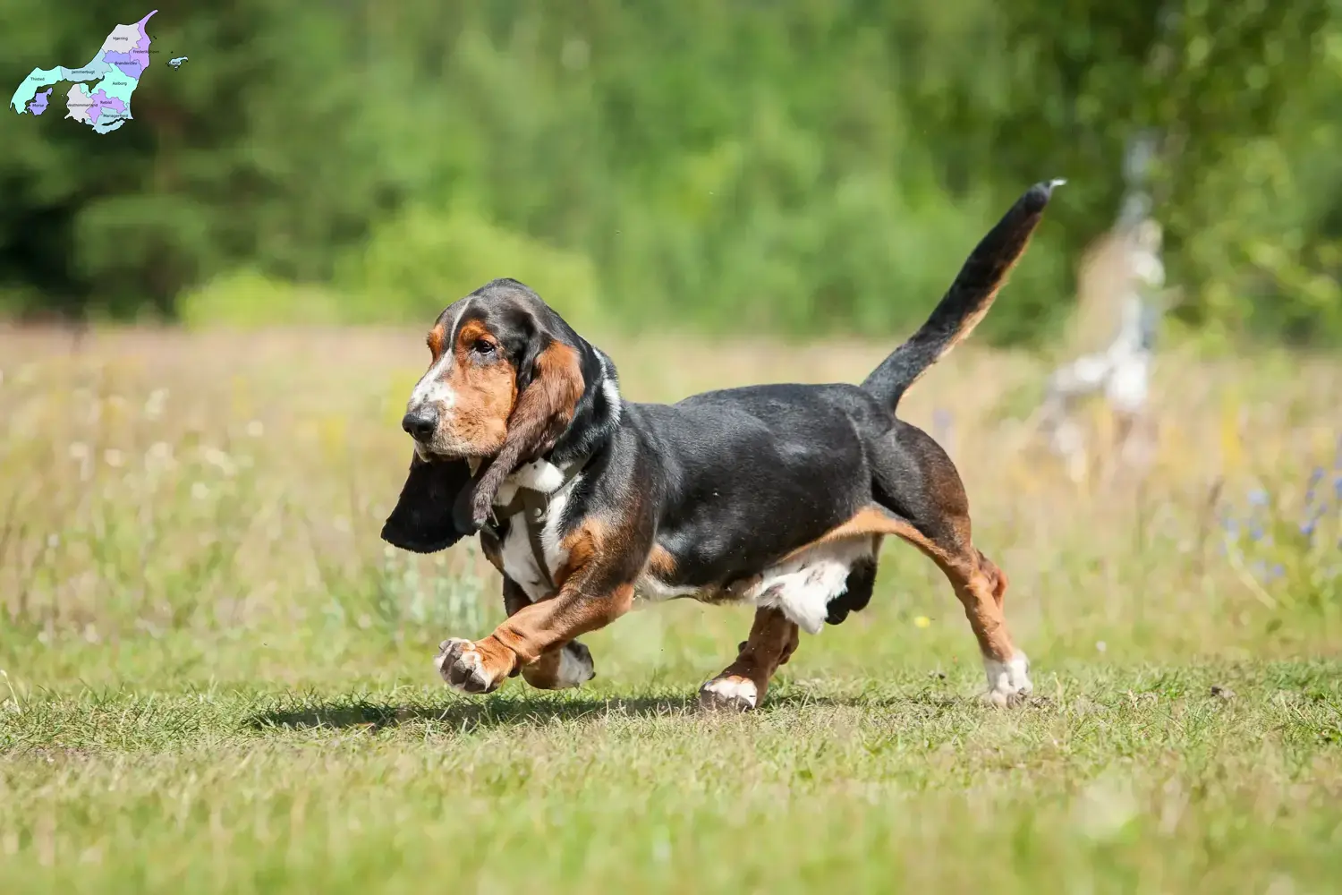 Basset Hound Welpen und Züchter Nordjylland Hier findest Du Basset Hounds Züchter in Nordjylland.