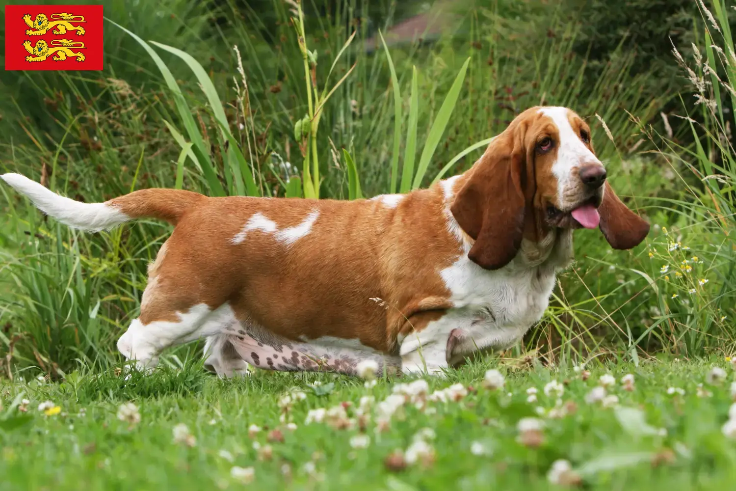 Basset Hound Welpen und Züchter Normandie Hier findest Du Basset Hounds Züchter in der Normandie.