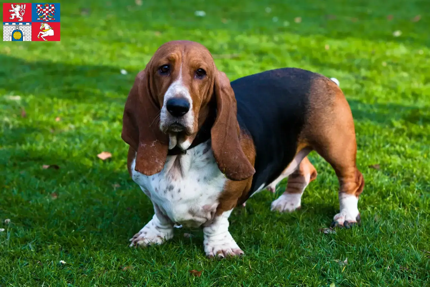 Basset Hound Welpen und Züchter Pardubice Hier findest Du Basset Hounds Züchter in Pardubice.