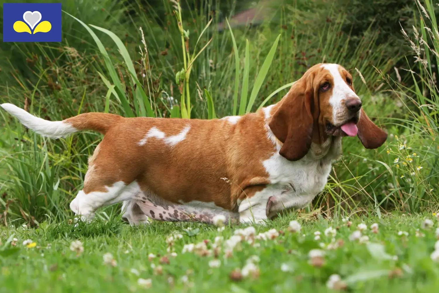 Basset Hound Welpen und Züchter Region Brüssel-Hauptstadt Hier findest Du Basset Hounds Züchter in Region Brüssel-Hauptstadt.