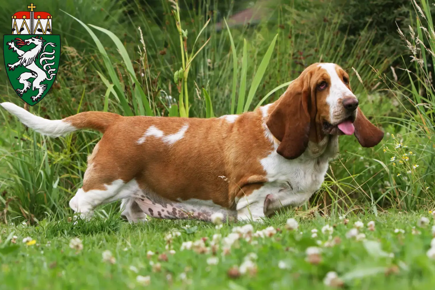 Basset Hound Welpen und Züchter Steiermark Hier findest Du Basset Hounds Züchter in der Steiermark.