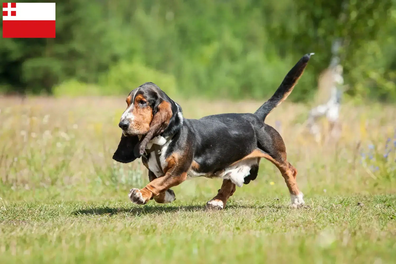 Basset Hound Welpen und Züchter Utrecht Hier findest Du Basset Hounds Züchter in Utrecht.