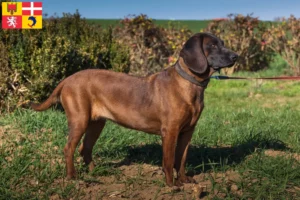 Mehr über den Artikel erfahren Bayerischer Gebirgsschweißhund Züchter und Welpen in Auvergne-Rhône-Alpes
