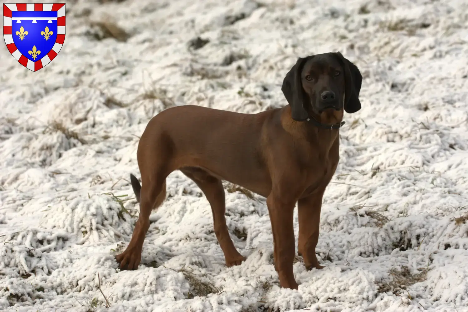 Bayerischer Gebirgsschweißhund Welpen und Züchter Centre-Val de Loire Hier findest Du Bayerische Gebirgsschweißhunde Züchter in Centre-Val de Loire.