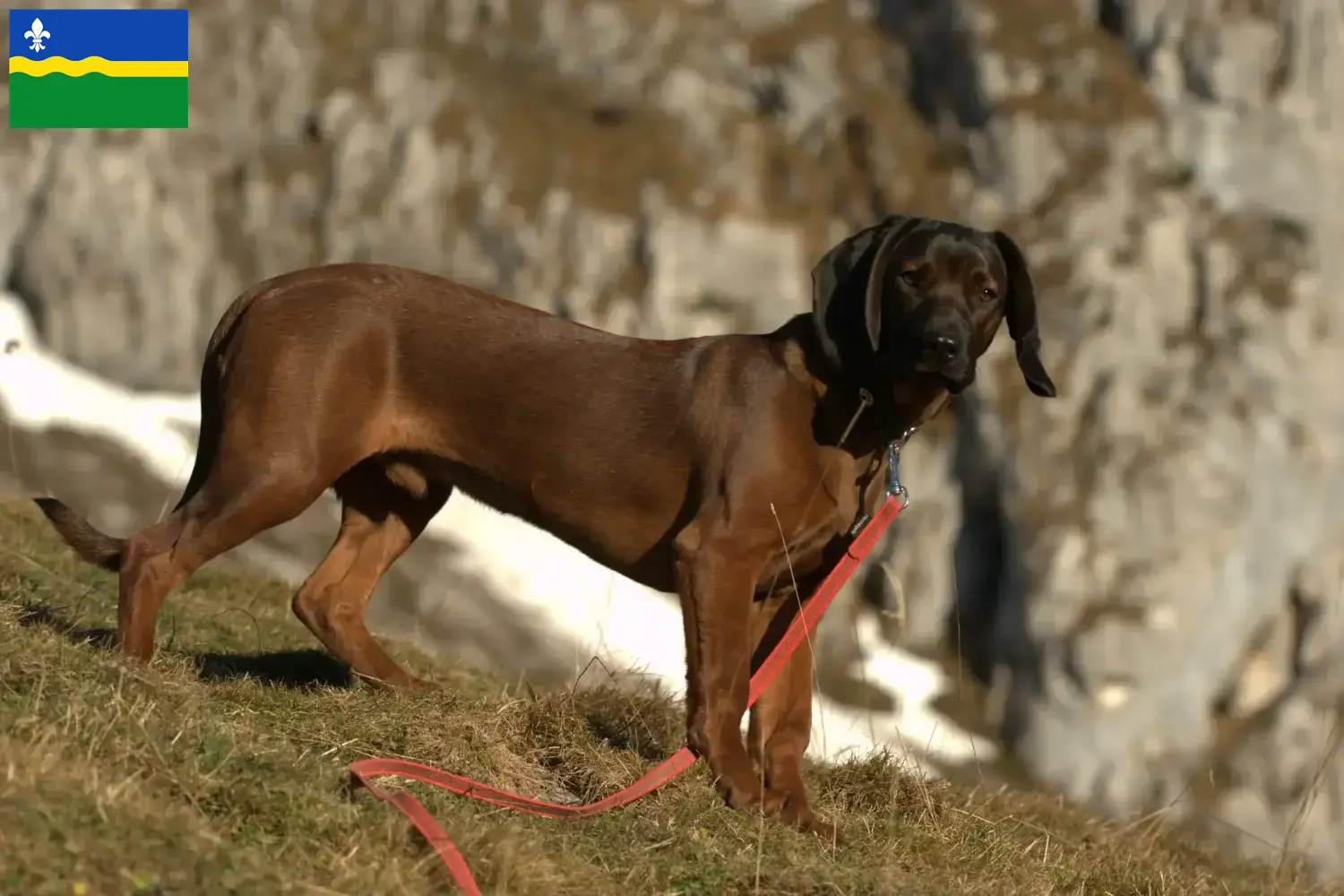 Bayerischer Gebirgsschweißhund Welpen und Züchter Flevoland Hier findest Du Bayerische Gebirgsschweißhunde Züchter in Flevoland.