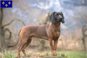 Mehr über den Artikel erfahren Bayerischer Gebirgsschweißhund Züchter und Welpen in Île-de-France