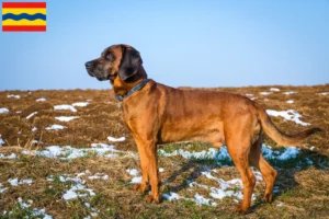 Mehr über den Artikel erfahren Bayerischer Gebirgsschweißhund Züchter und Welpen in Overijssel