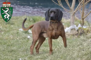 Mehr über den Artikel erfahren Bayerischer Gebirgsschweißhund Züchter und Welpen in der Steiermark
