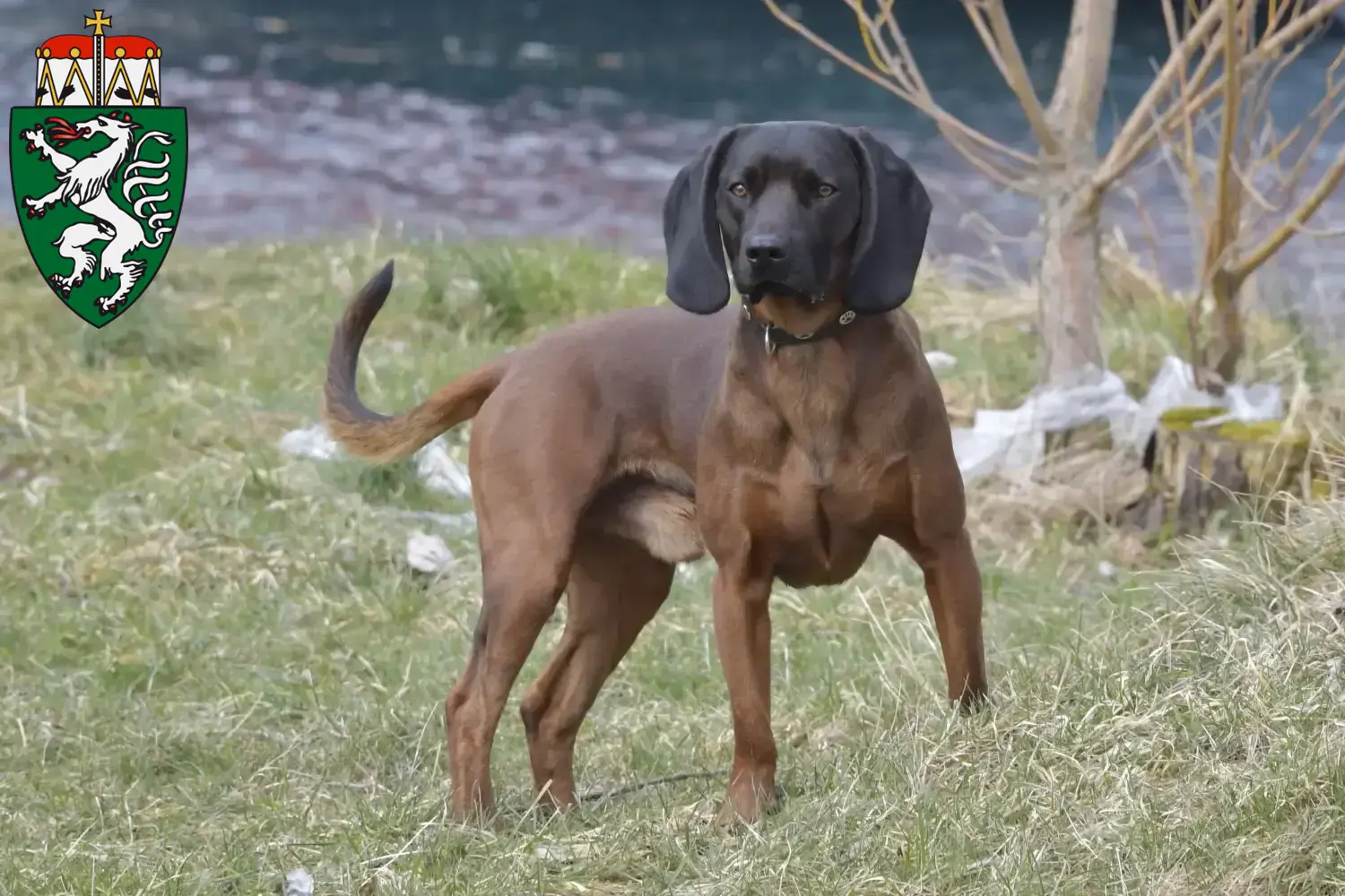 Bayerischer Gebirgsschweißhund Welpen und Züchter Steiermark Hier findest Du Bayerische Gebirgsschweißhunde Züchter in der Steiermark.