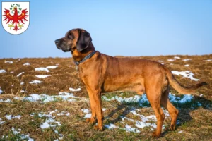 Mehr über den Artikel erfahren Bayerischer Gebirgsschweißhund Züchter und Welpen in Tirol