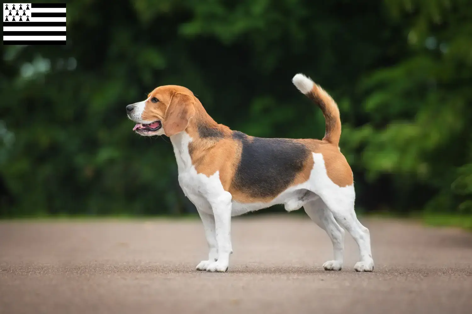 Beagle Welpen und Züchter Bretagne Hier findest Du Beagle Züchter in der Bretagne .