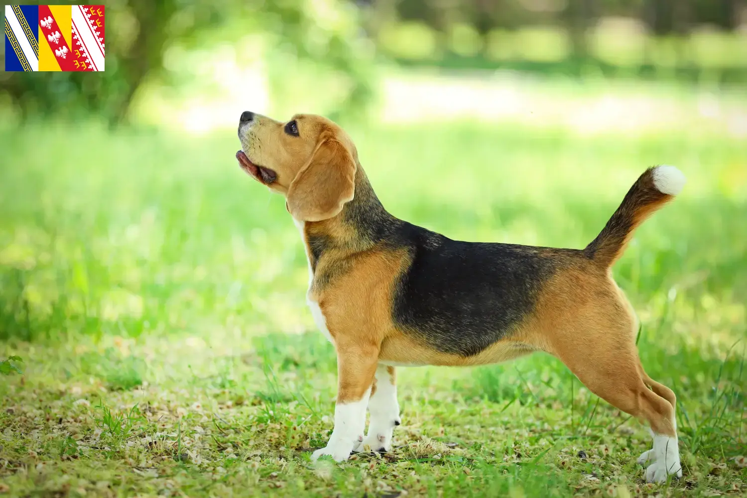 Beagle Welpen und Züchter Grand Est Hier findest Du Beagle Züchter in Grand Est.